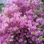 Bed & Breakfast Giardino Sul Lago