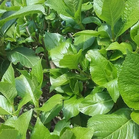 Giardino Sul Lago Verbania