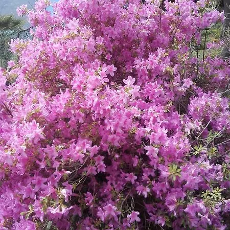 فندق مبيت وإفطار Giardino Sul Lago