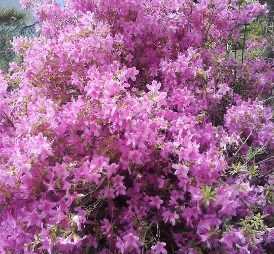 Frühstückspension Giardino Sul Lago